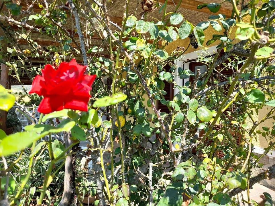 Le Colline Del Parco Farm Stay in Tuscany