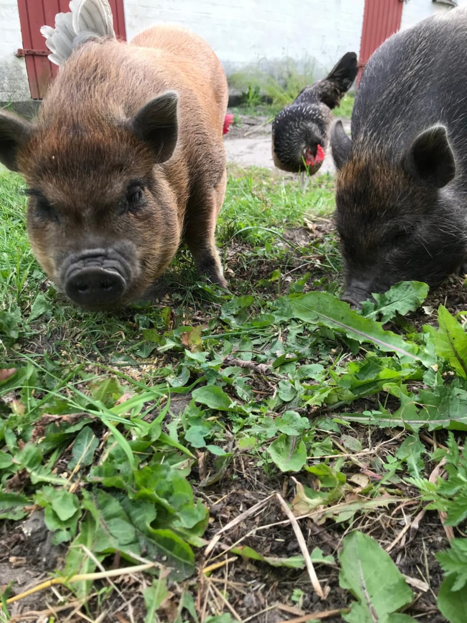 Frølundegaard B&B Campground/ 
RV Resort in Zealand