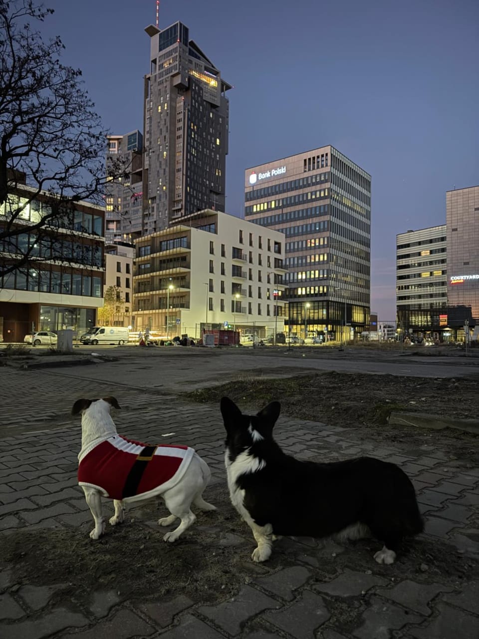 Property building, Night, Pets