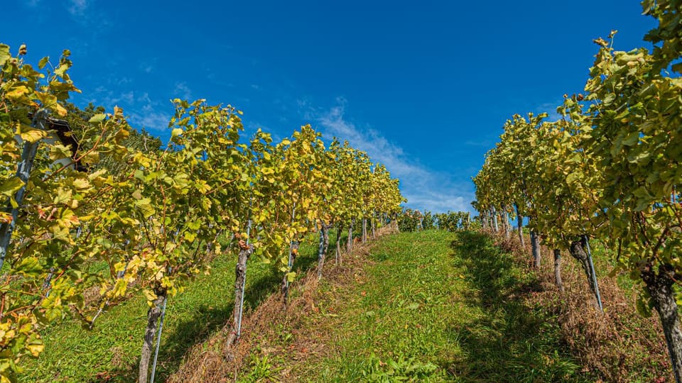 Weingut Hernach vlg Roschitz Bed and Breakfast in Styria