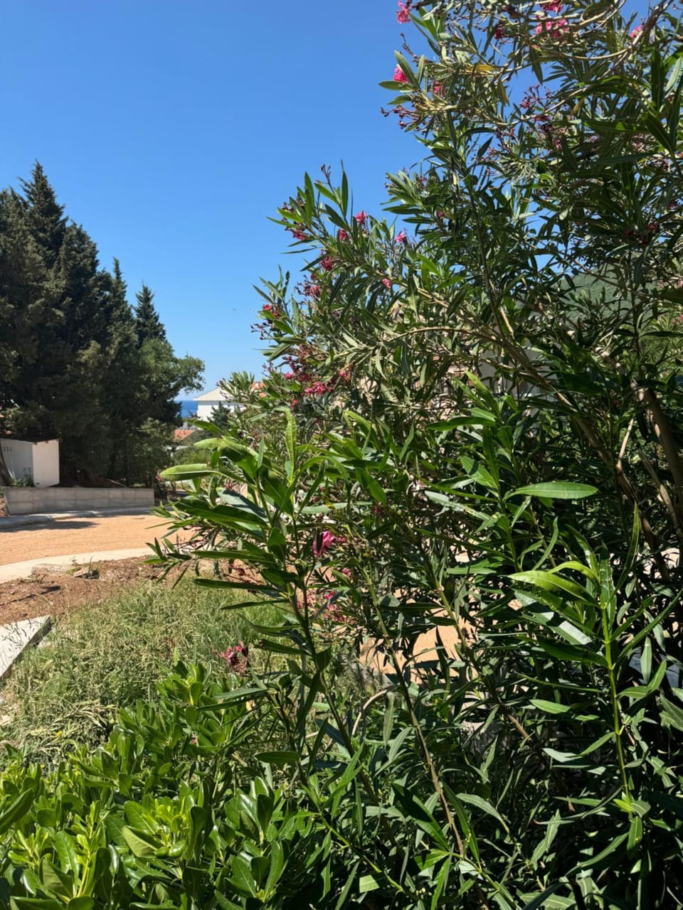 Day, Garden, Garden view