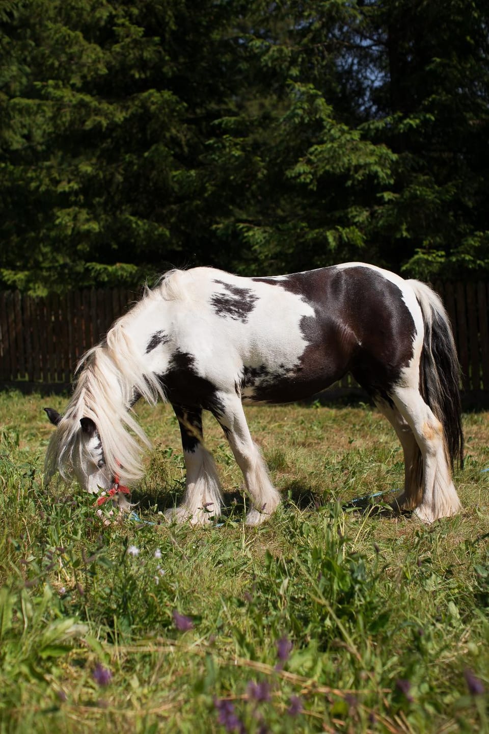 Horse-riding, Animals
