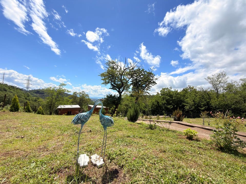 Spring, Day, Garden, Mountain view