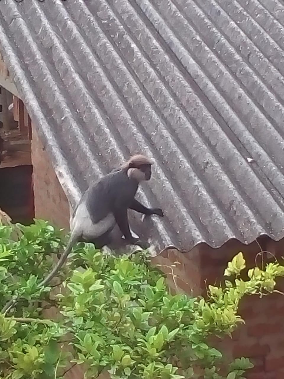 Animals