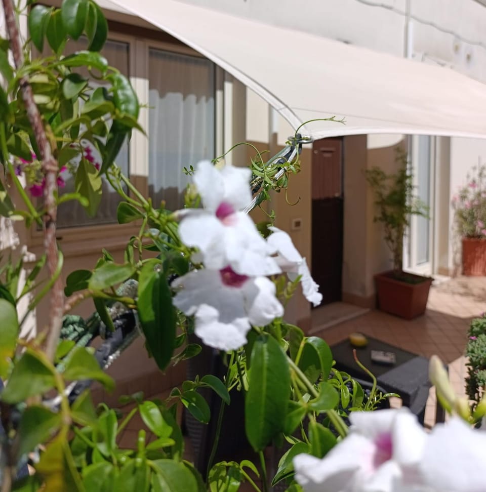 Balcony/Terrace, Balcony/Terrace
