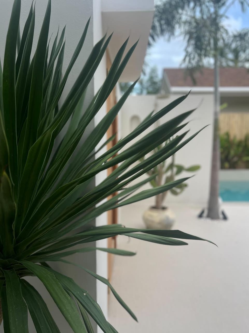 Garden, Pool view, Swimming pool