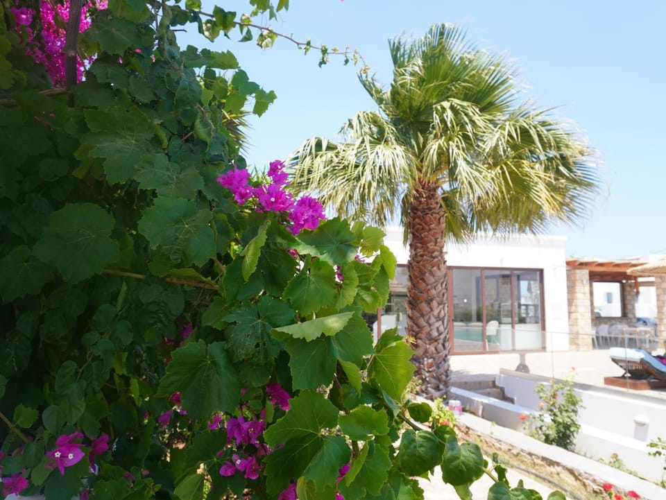 View (from property/room)