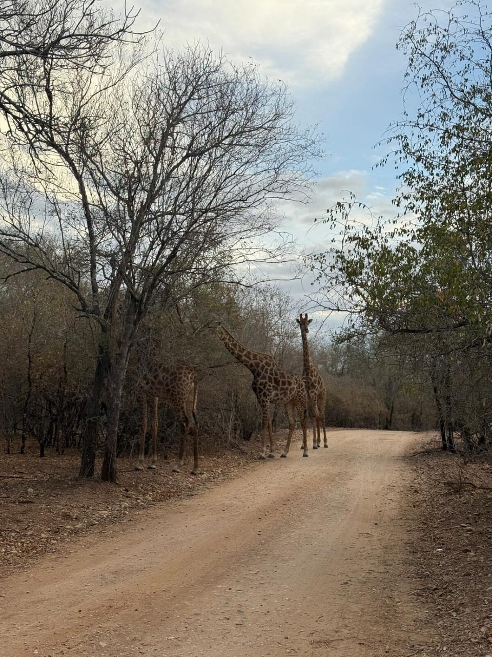 Day, Natural landscape, Animals
