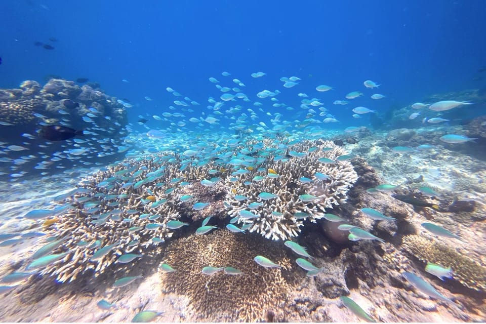 Natural landscape, Activities, Snorkeling, Beach, Diving, group of guests
