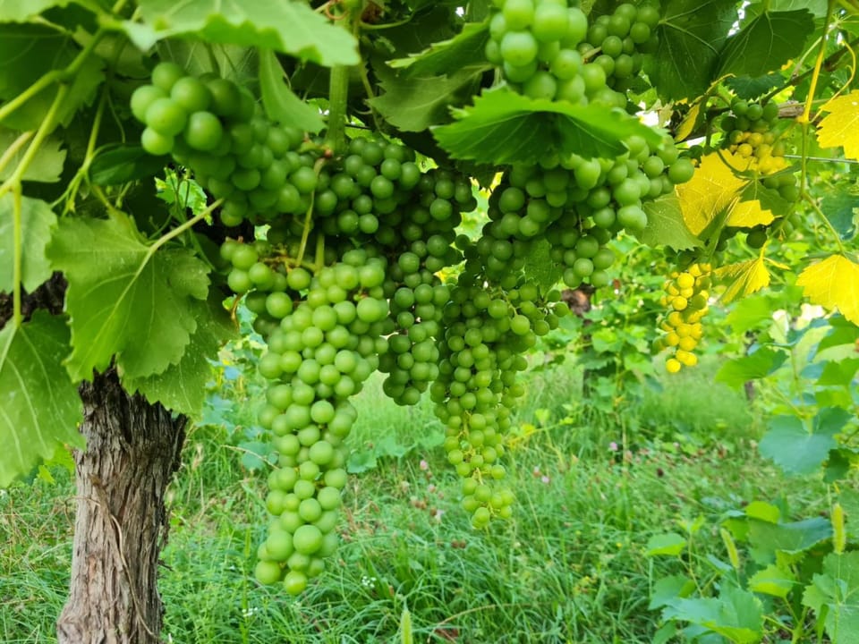Cascina Monte Tivino Farm Stay in Province of Brescia