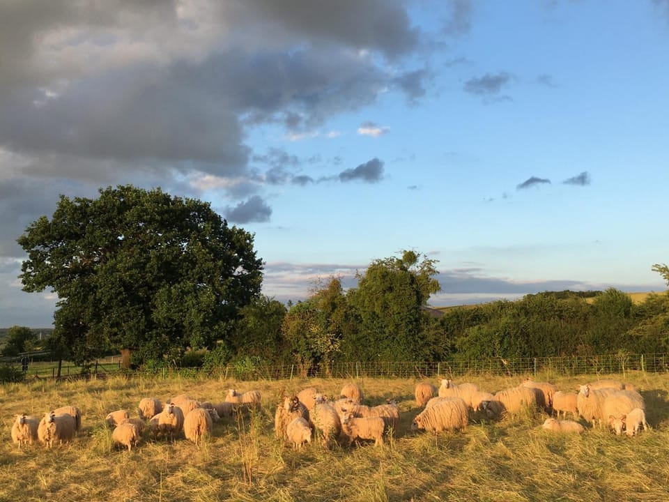 Day, Natural landscape, Animals