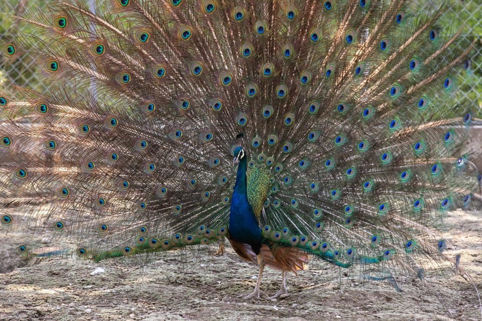 Day, Animals, Entertainment