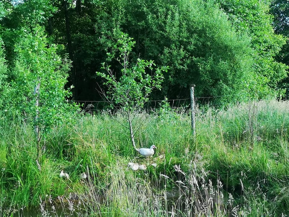 Natural landscape, Pets