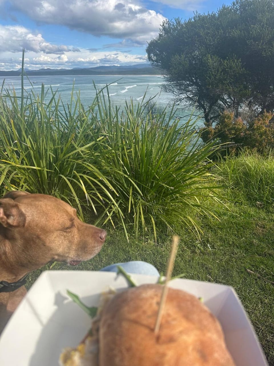 Natural landscape, Pets, Sea view