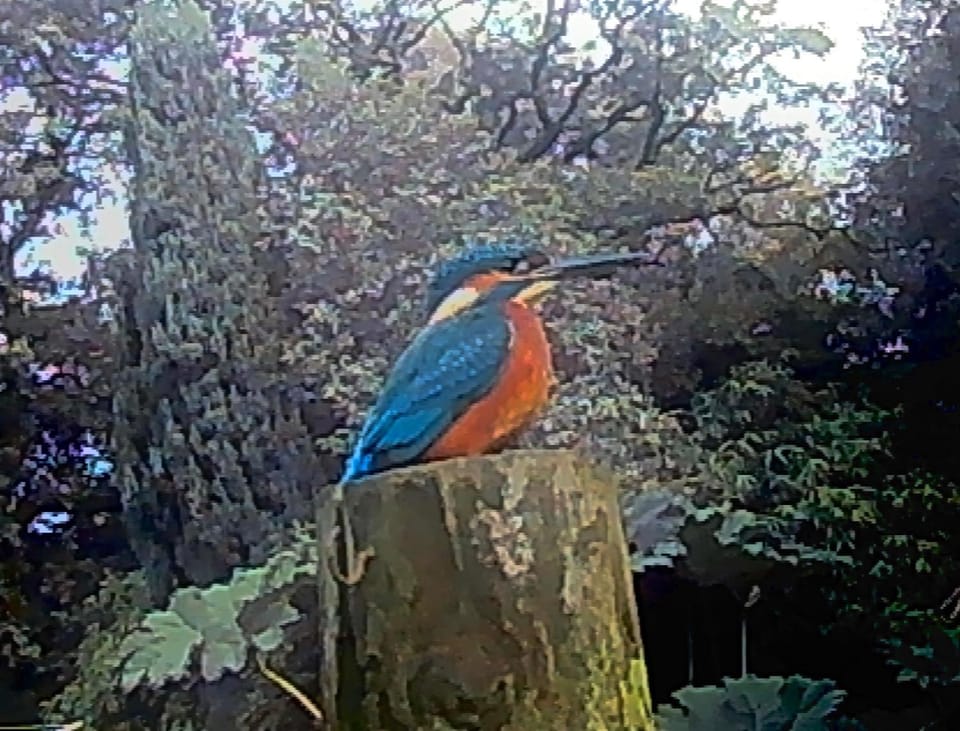 The Nest at Riverside Cottage Chalet in East Devon District
