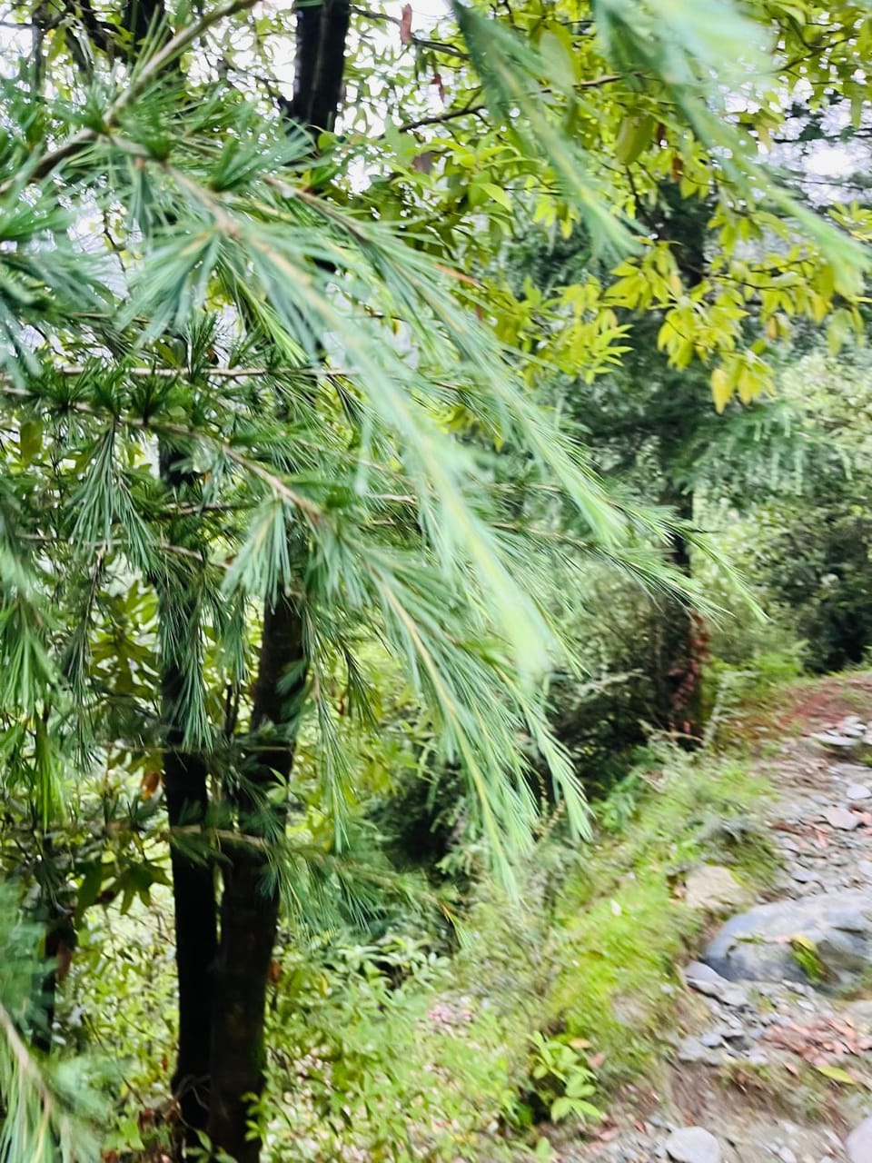 Natural landscape, Garden view