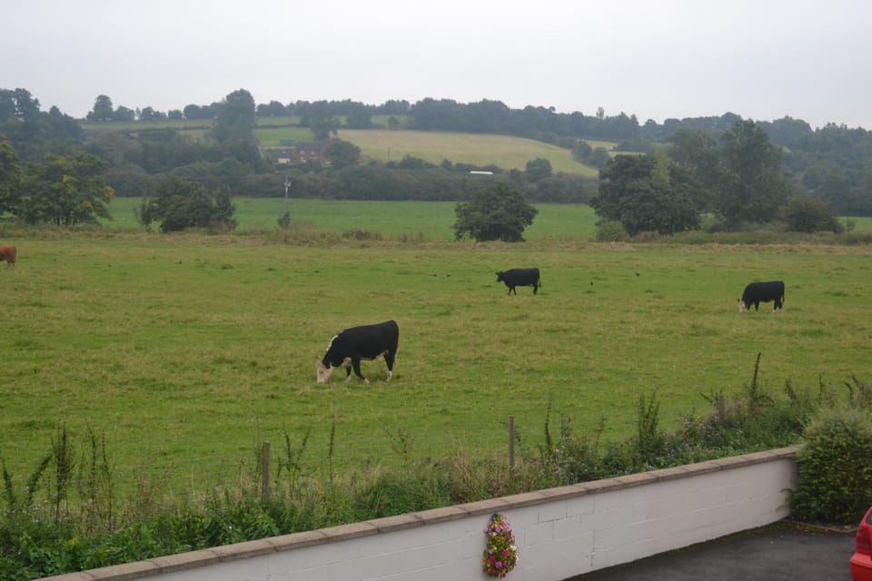 Day, Animals, Garden view