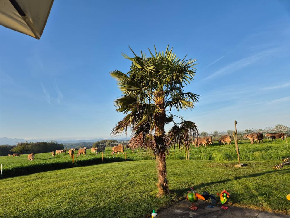 Garden view