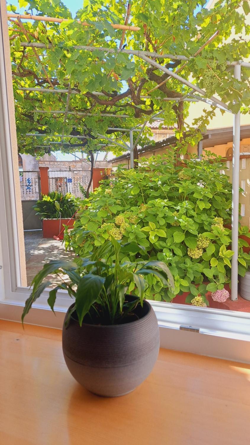 Garden view