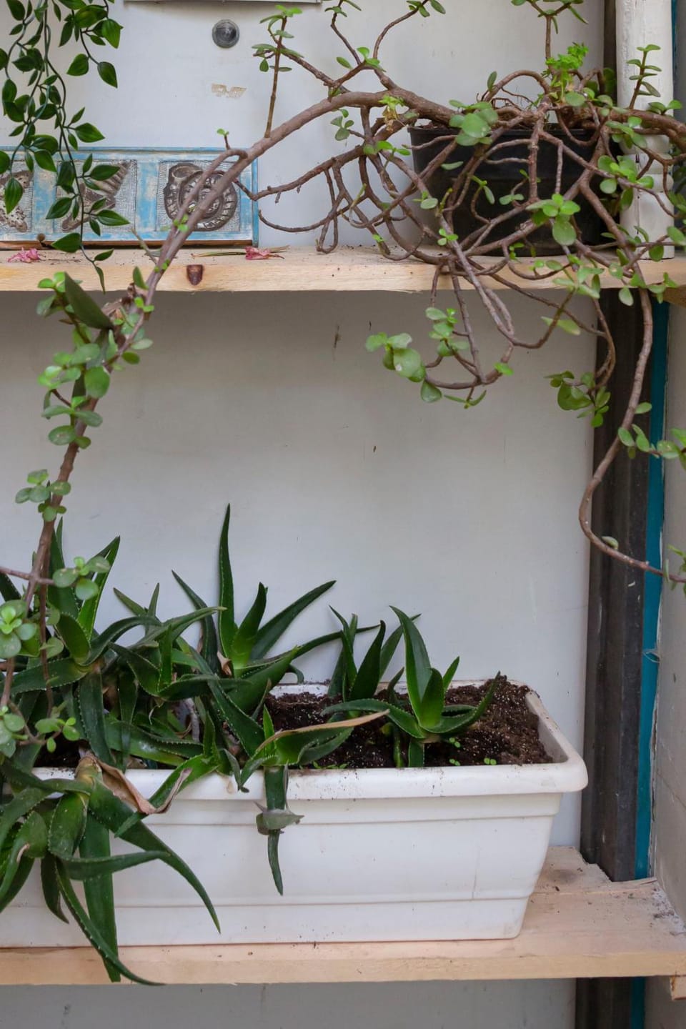 Property building, Garden