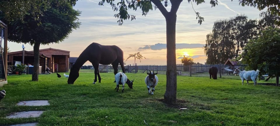 Animals, Garden view