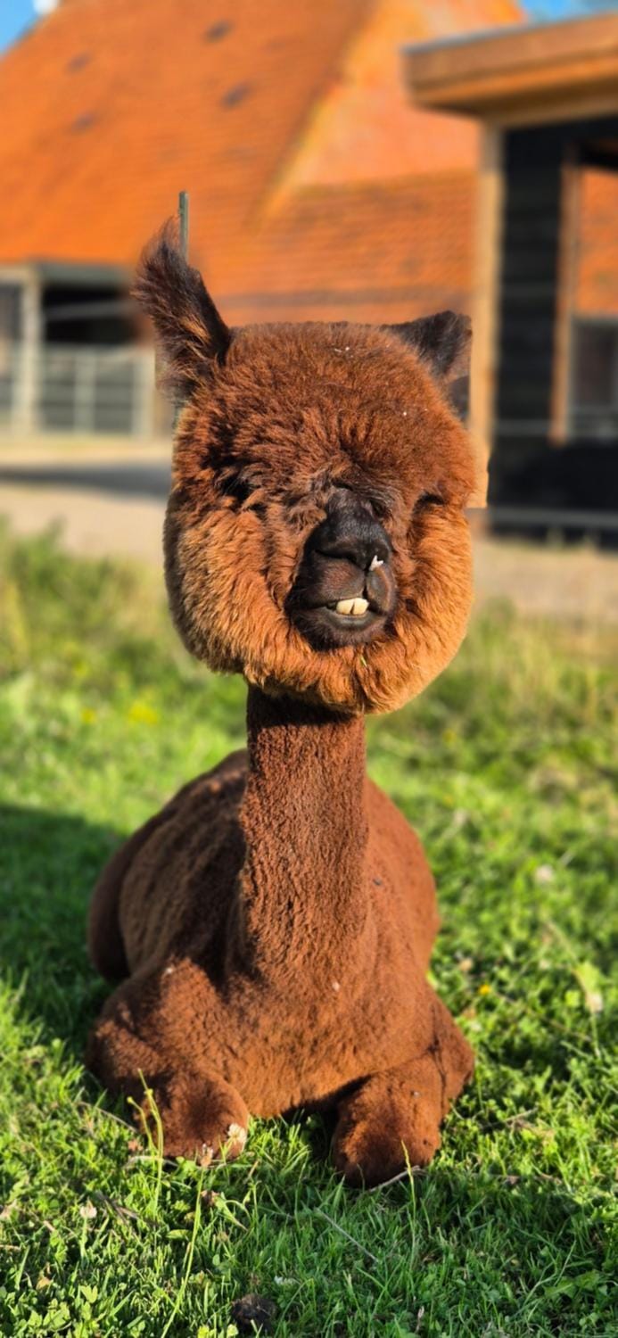 Alpaca World Friesland House in Friesland, Netherlands
