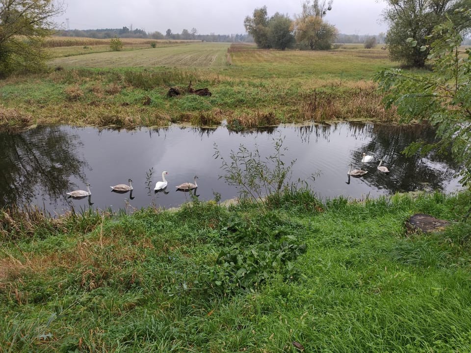 Garden view, Lake view