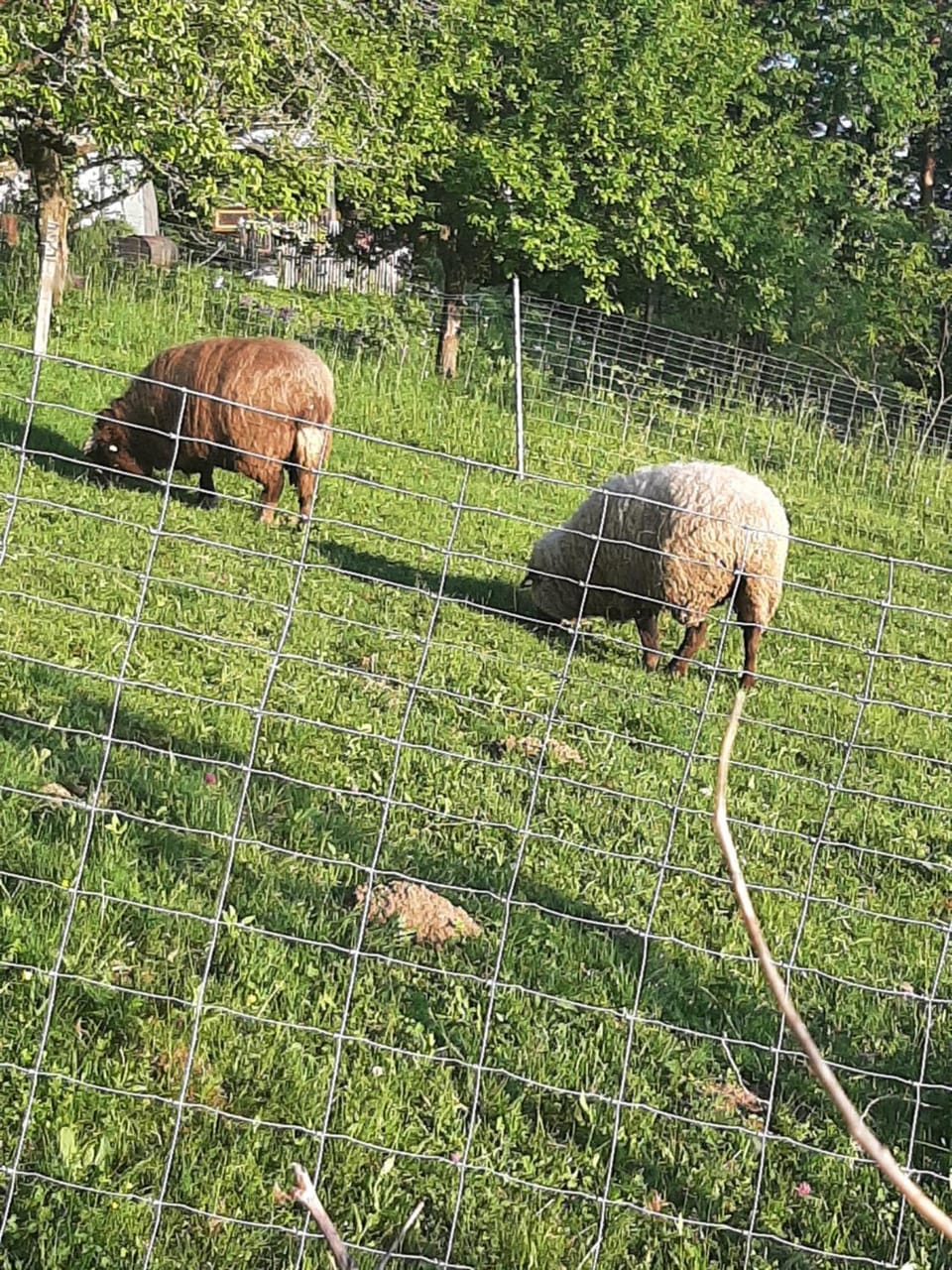 Animals