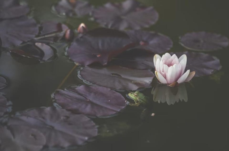 Moulin du Roz House in Ploudalmézeau