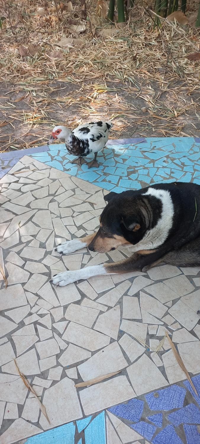 Animals, Pets