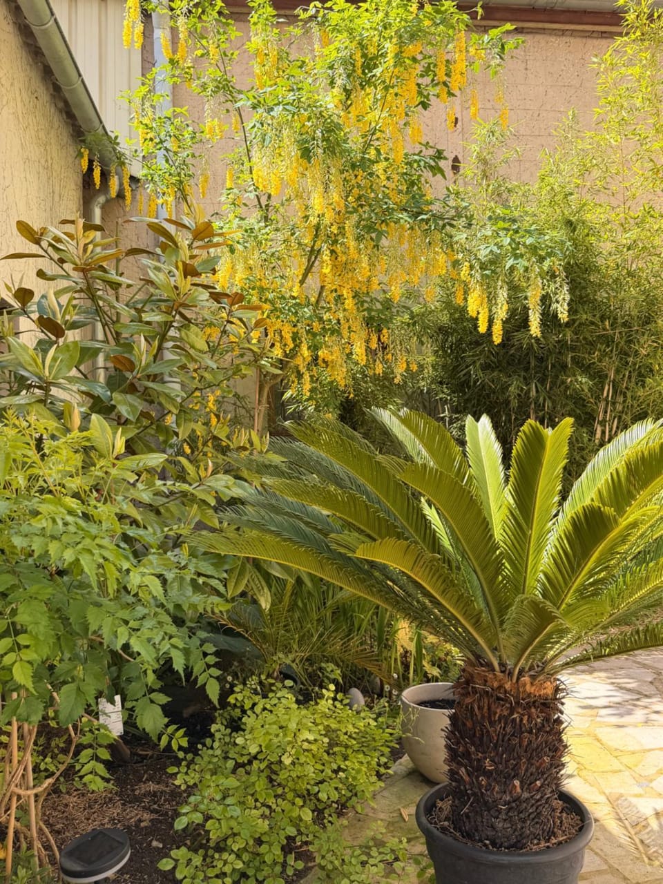 Spring, Day, Garden