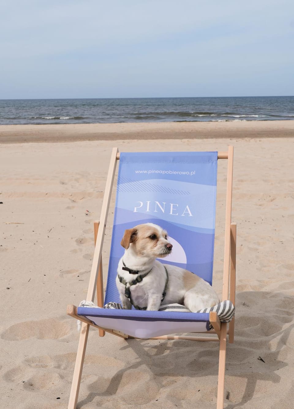 Beach, sunbed