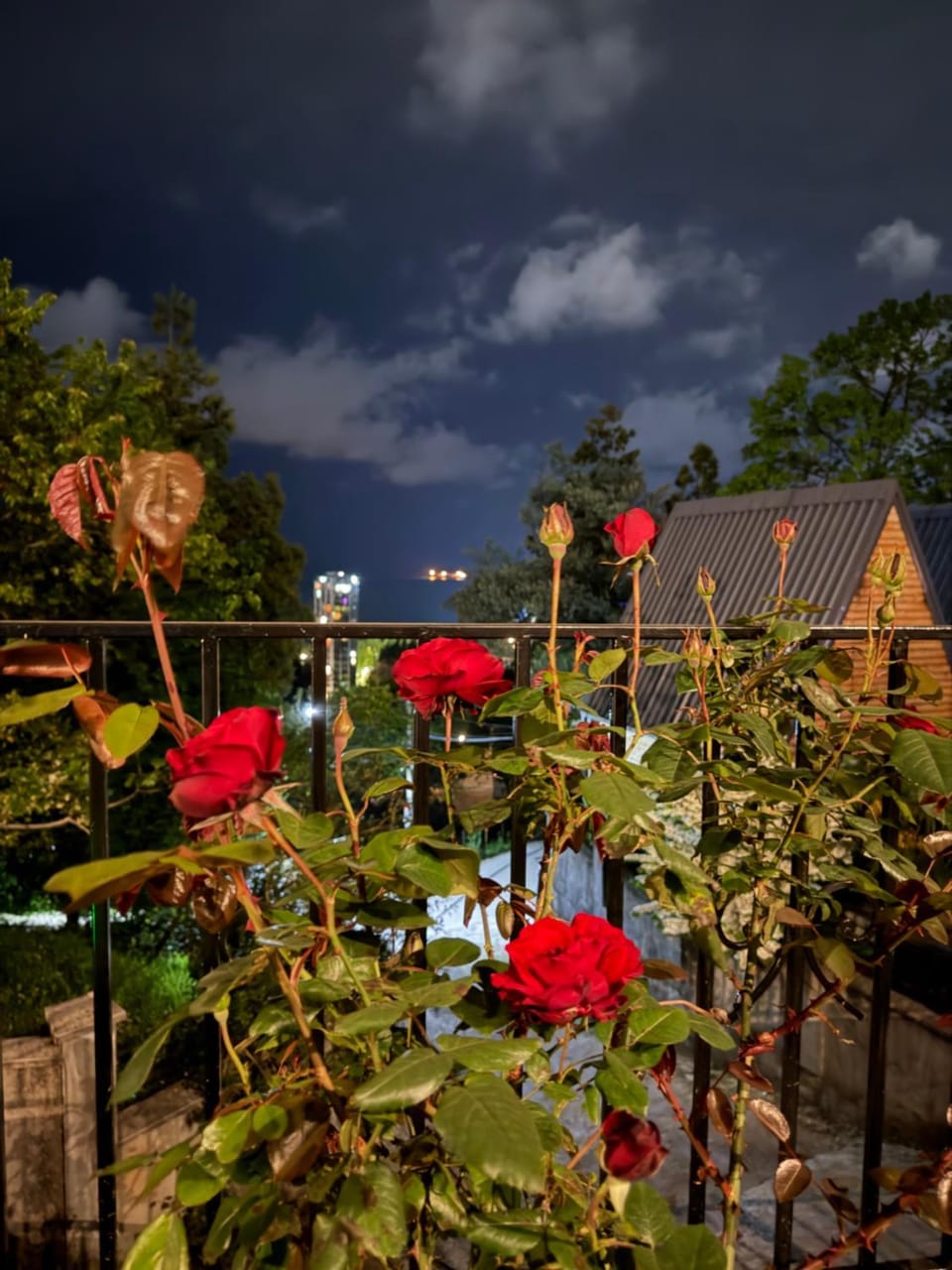 Night, Garden view