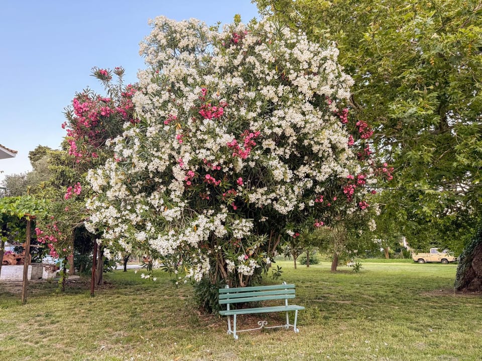 Natural landscape, Garden, Garden view