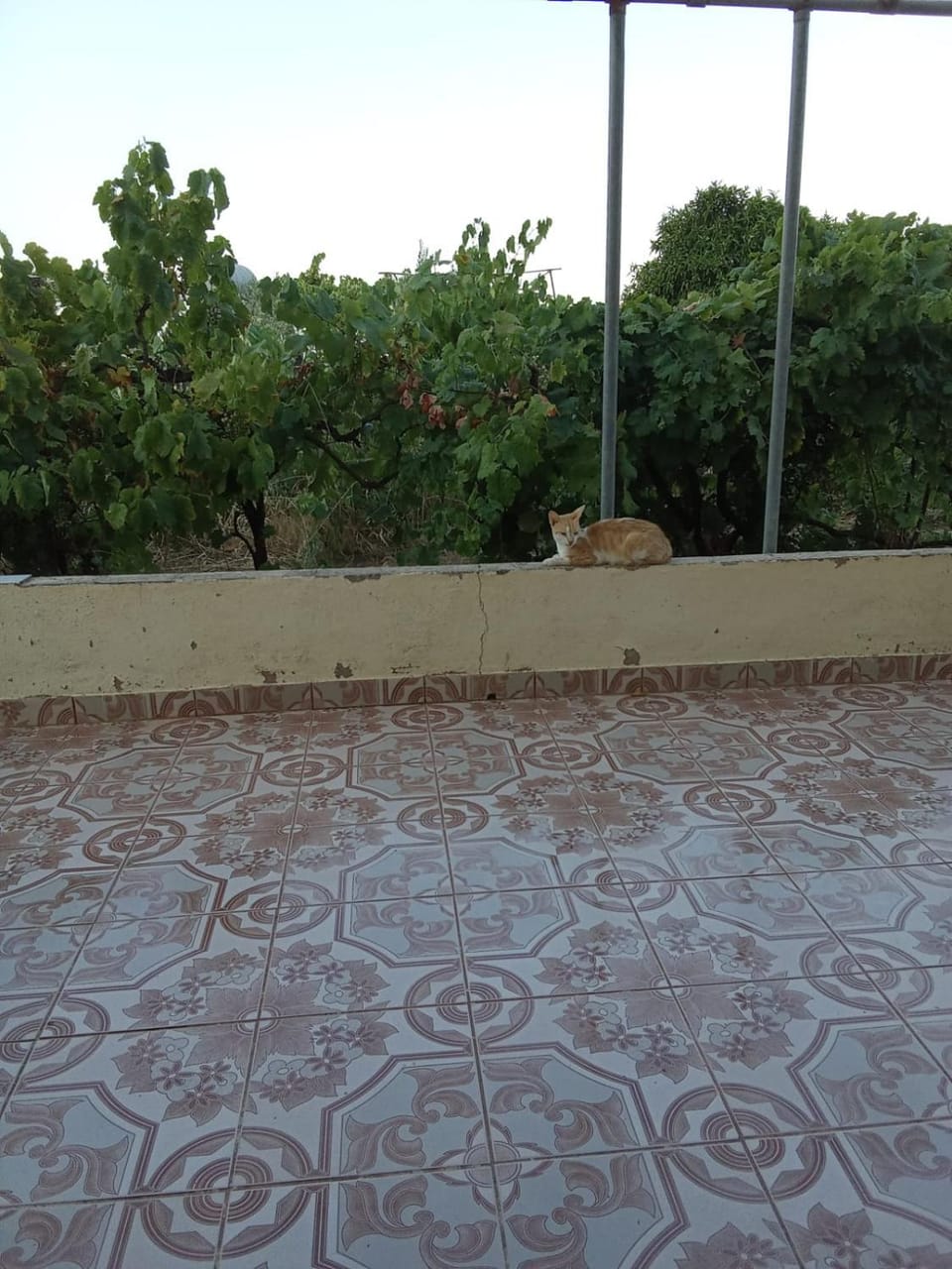 Patio, Garden, Pets, Garden view