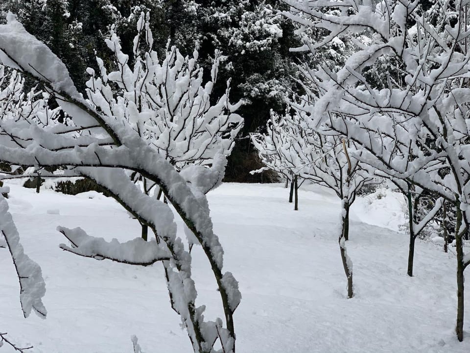 Abode Home Cool & Homely Place Bed and Breakfast in Manali