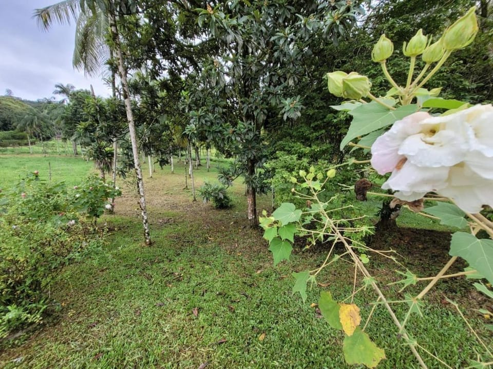 Natural landscape, Garden view
