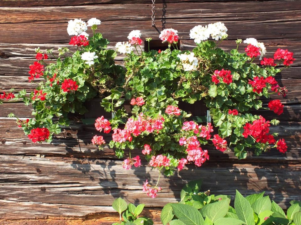 Ferienwohnung Samahof Apartment in Styria