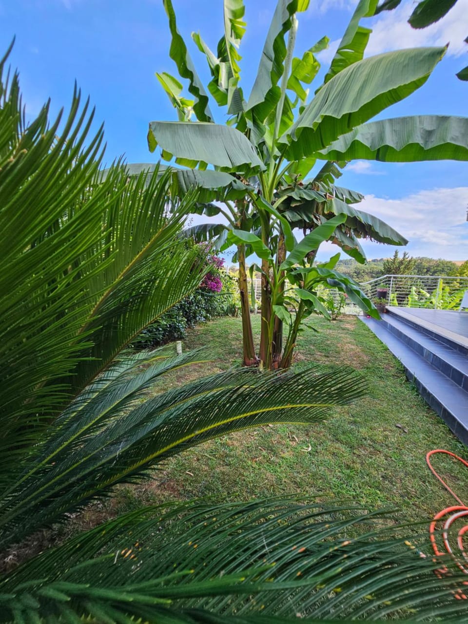 Natural landscape, Garden, Garden view