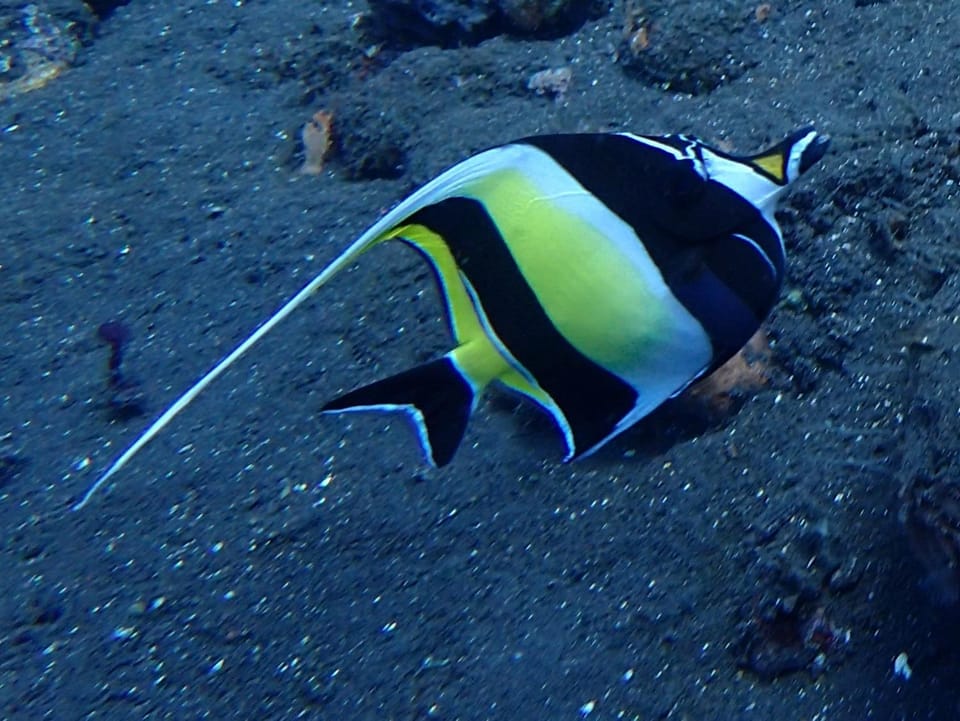 Dhita Bila Dive & Bungalows Hotel in Abang