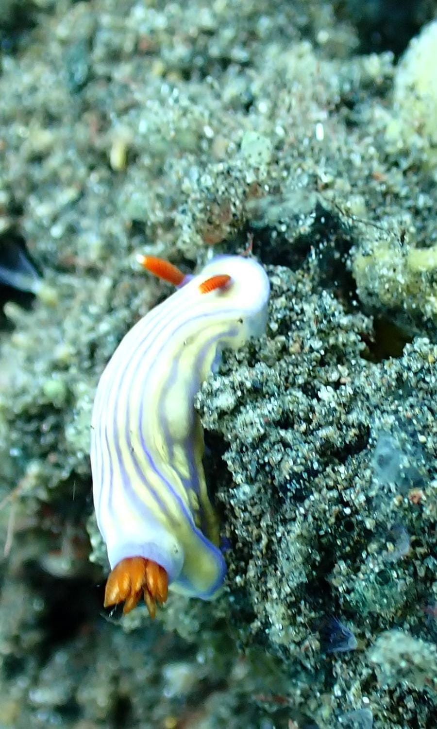Dhita Bila Dive & Bungalows Hotel in Abang