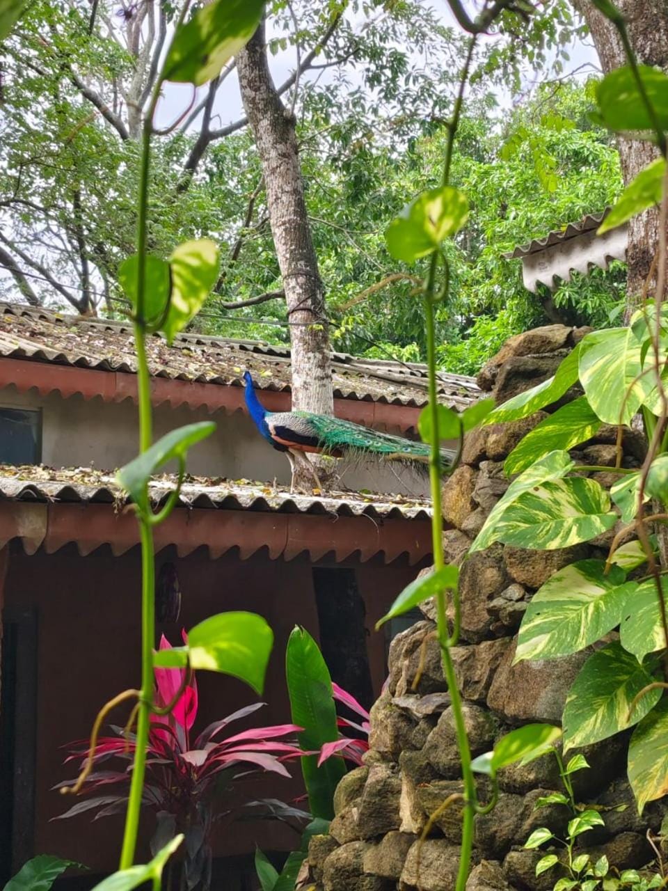 Hanuman Heights Hostel in Southern Province