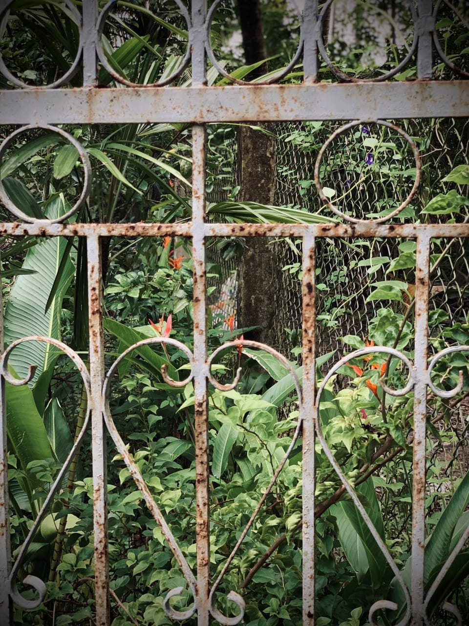 Natural landscape, Garden