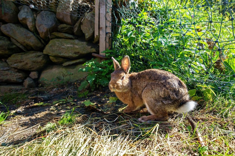 Gögelehof Farm Stay in Trentino-South Tyrol
