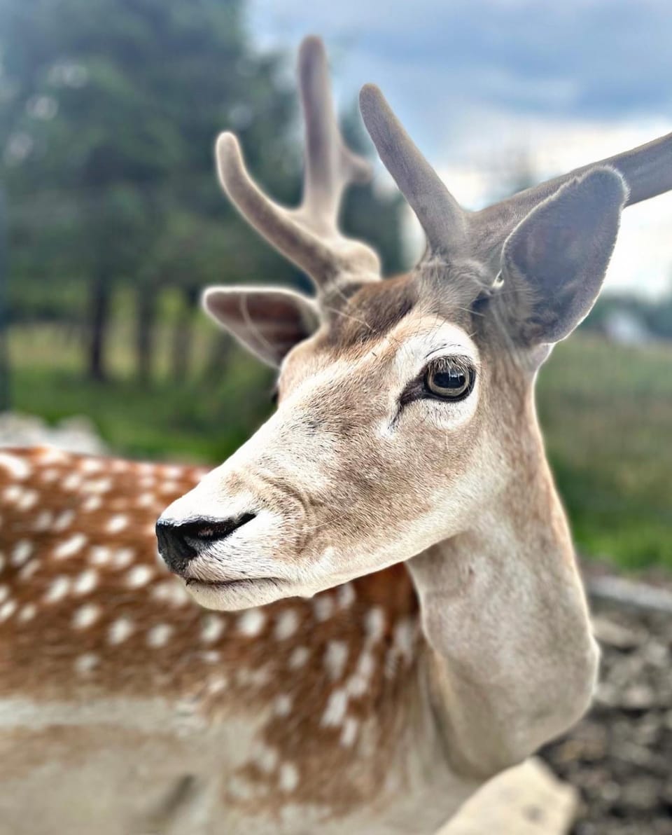 Animals, Mountain view