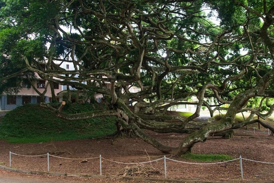 Natural landscape
