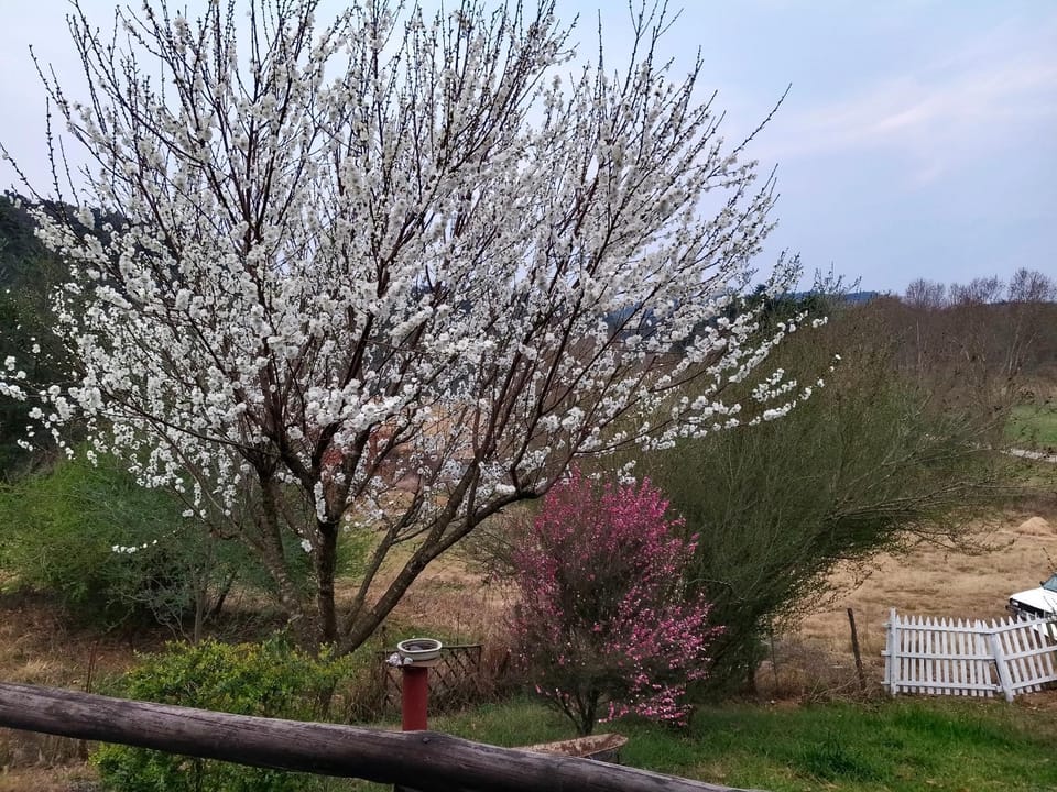 Glensheiling cottage Apartment in KwaZulu-Natal