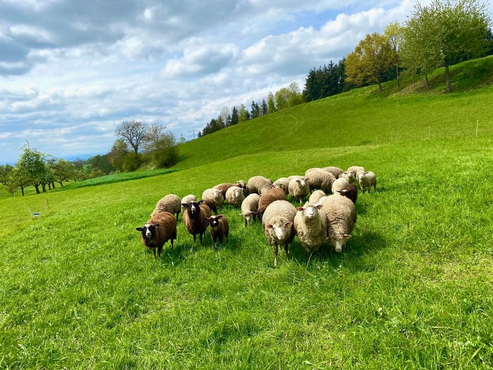 Natural landscape, Animals