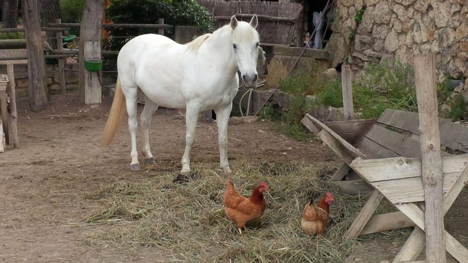 Animals