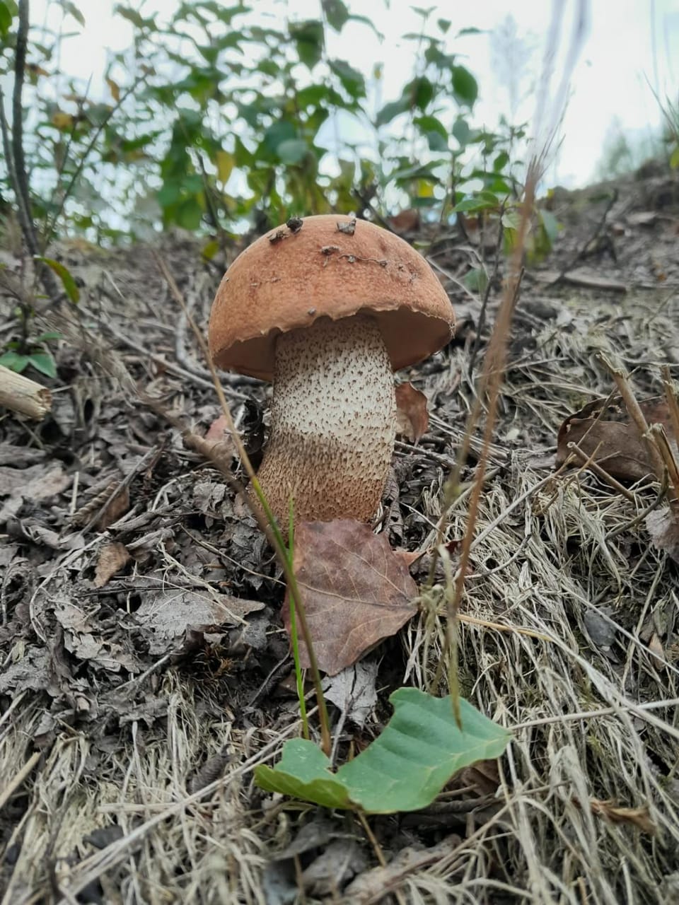 Natural landscape